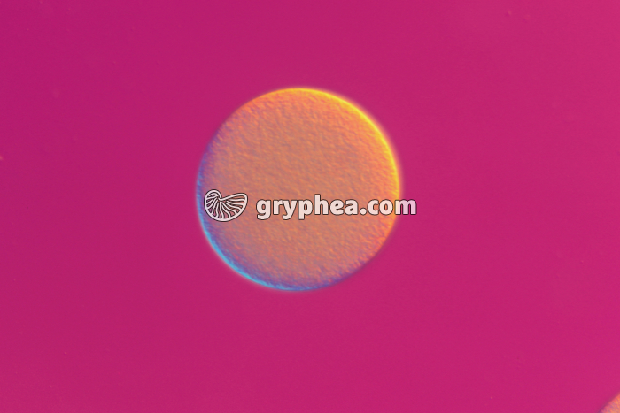 Oursin - Fécondation chez l'Oursin - Ovocyte x100 - gryphea.com